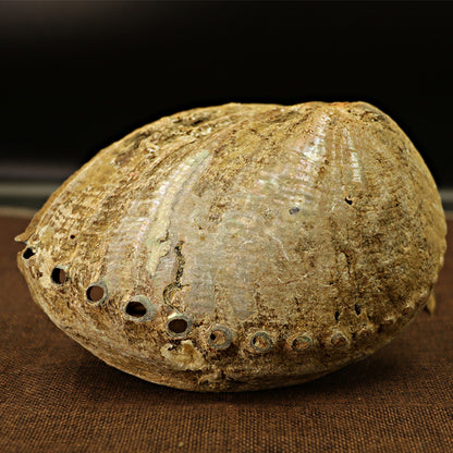 SacredAura Abalone Shell & Holy Wood Stand – Luxury White Sage Smudging Bowl for Home Spiritual Decoration & Gifts